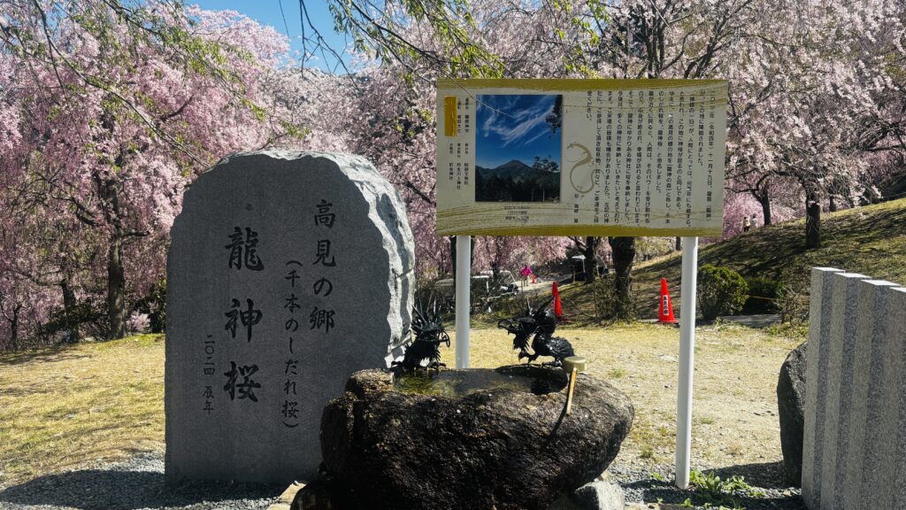 奈良県東吉野村の高見の郷で満開の枝垂れ桜を楽しむ風景