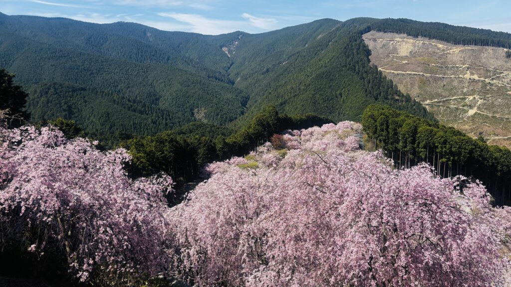 奈良県高見の郷の天空の桜と一面に広がる枝垂れ桜の風景