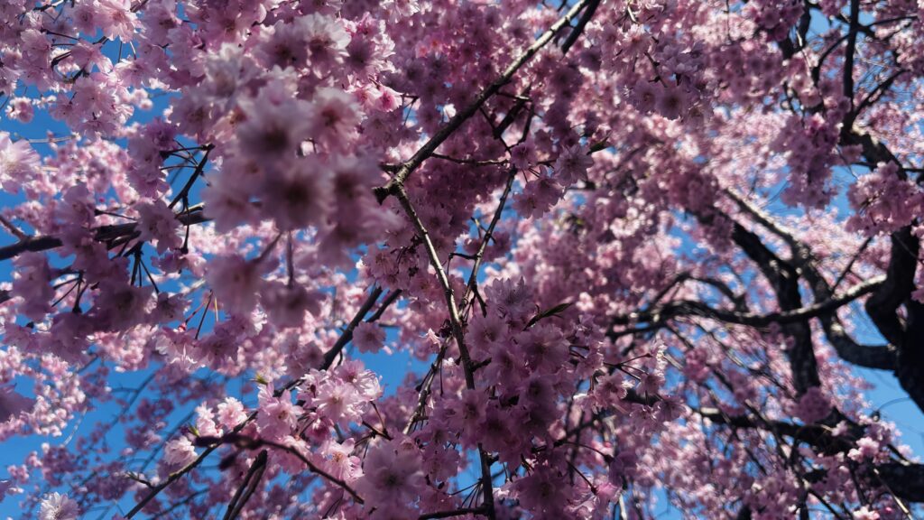 外出サポートで安心して桜を楽しむ高齢の方のお出かけの様子