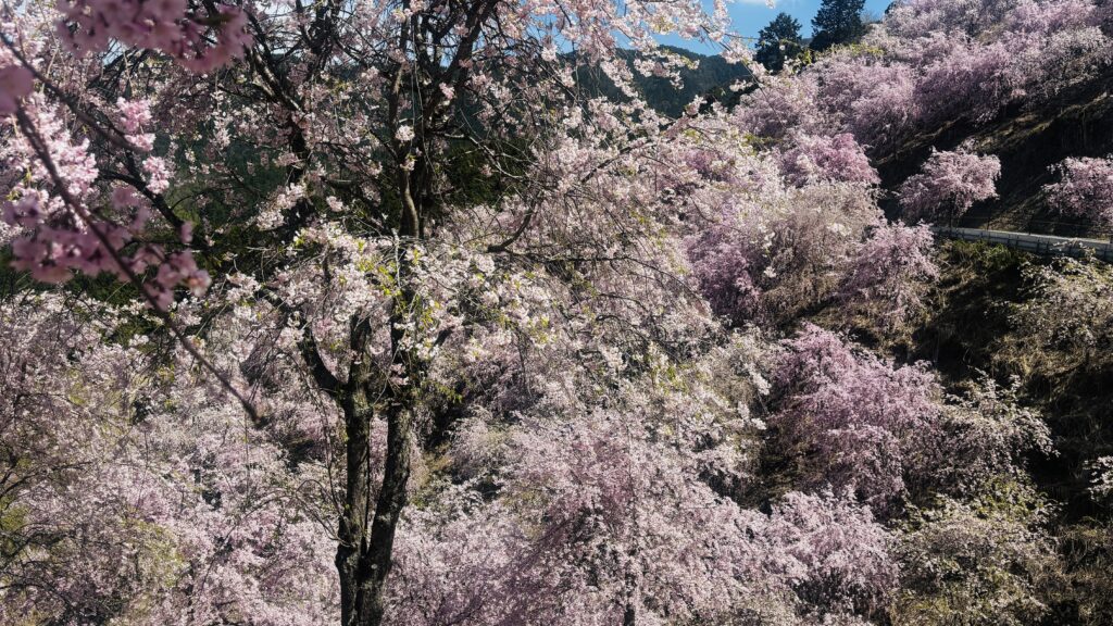 山の上から見渡す高見の郷の天空の桜の絶景
