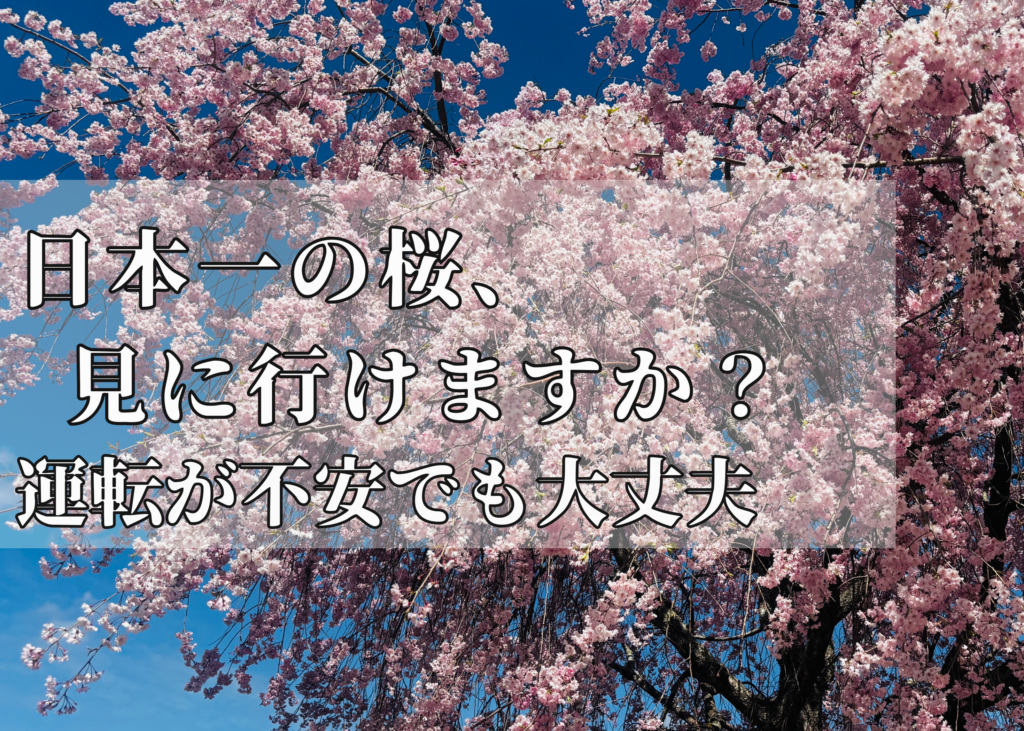 高見の郷の枝垂れ桜と天空の桜を楽しむ外出サポートのイメージ