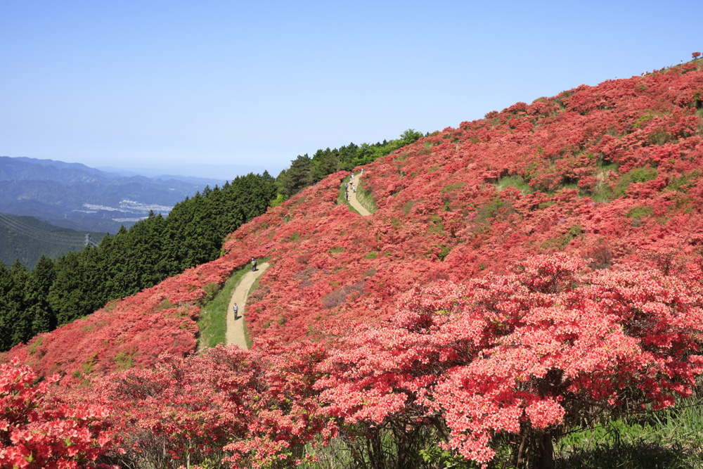 山一面に広がる葛城山の真っ赤なツツジ